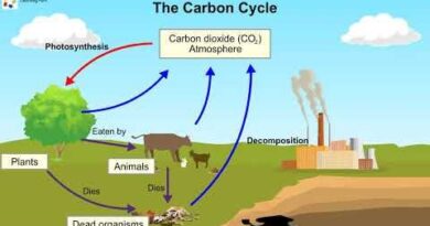 Oxygen Cycle Process Uses Production and Facts